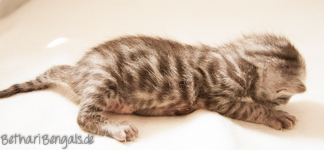 Bengalkatzen Kitten silber